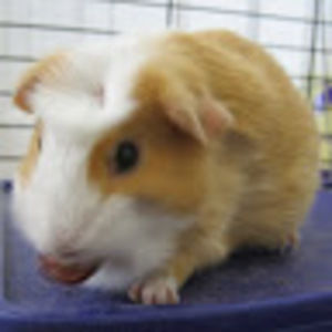 Meet your Posher, Abigail